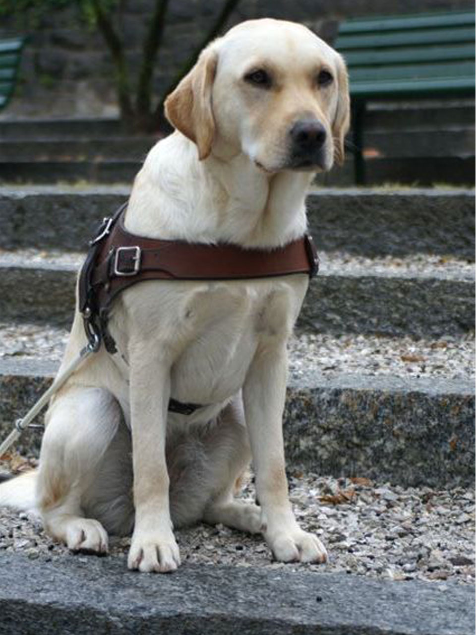 Plume le chien remis à Assia de Chambéry