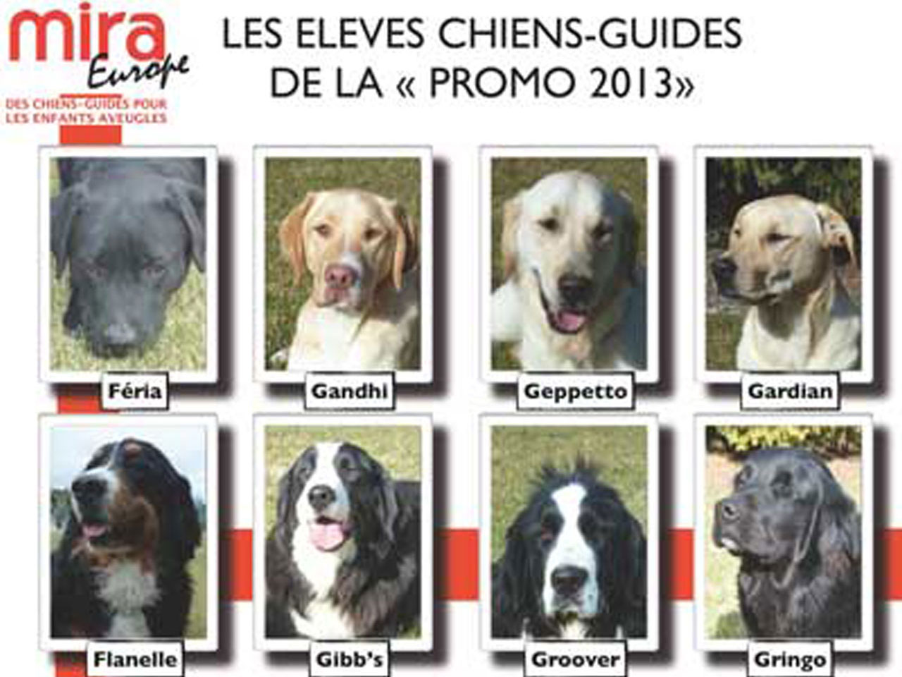 Elèves chien-guide de la promotion 2013