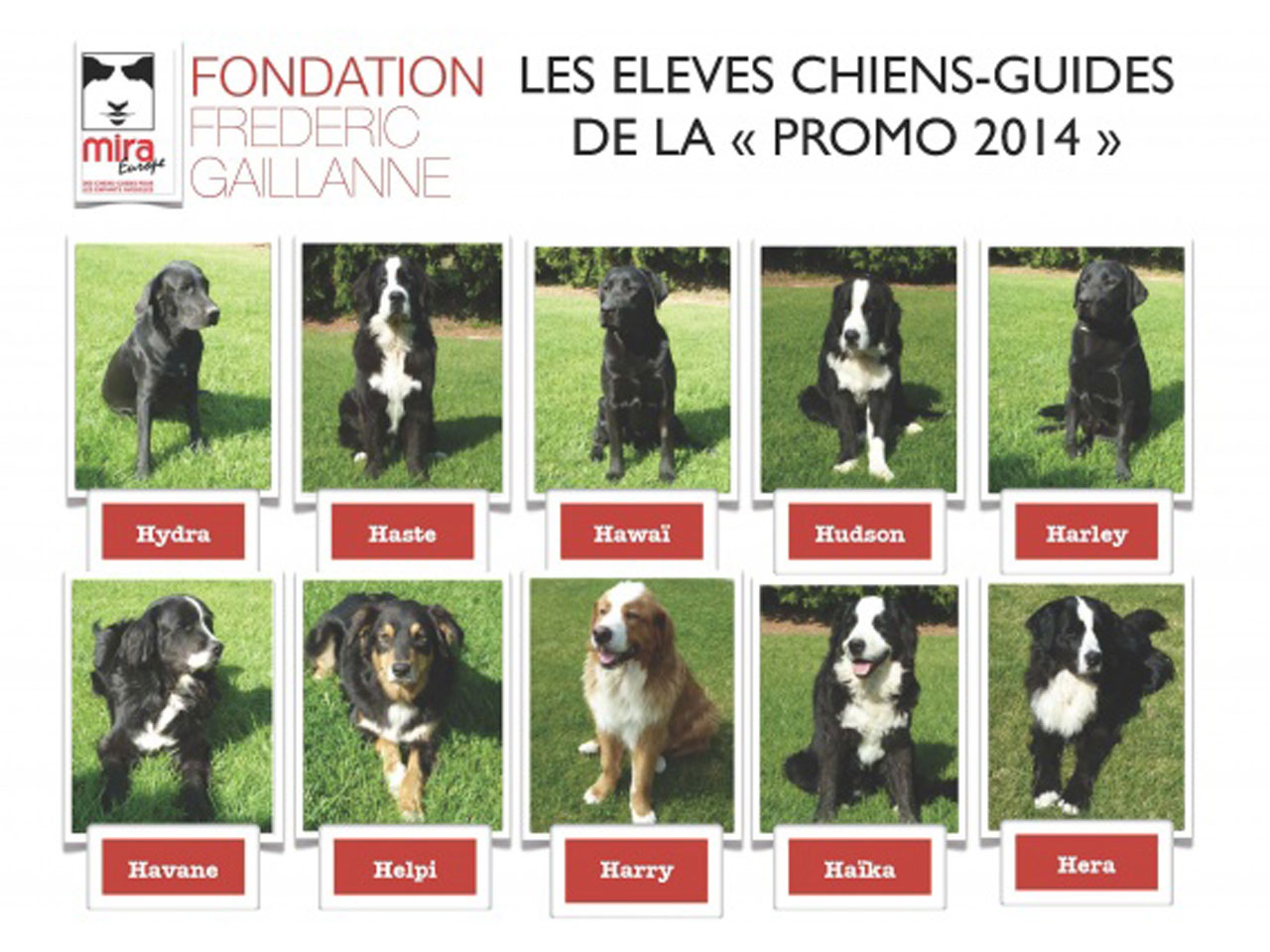 Elèves chien-guide de la promotion 2014