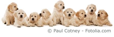 9 chiots de couleur fauve de race labrador - copyright de Paul Cotney - Fotolia.com