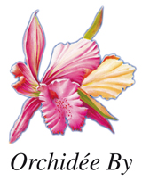 logo_orchideeby.jpg