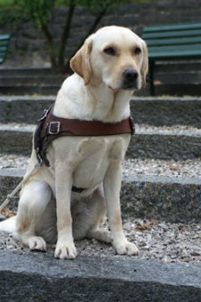 Plume une jolie femelle labrador remise à une jeune femme de Chambéry
