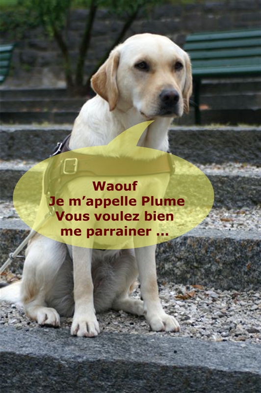 Photo d'un chien-guide
